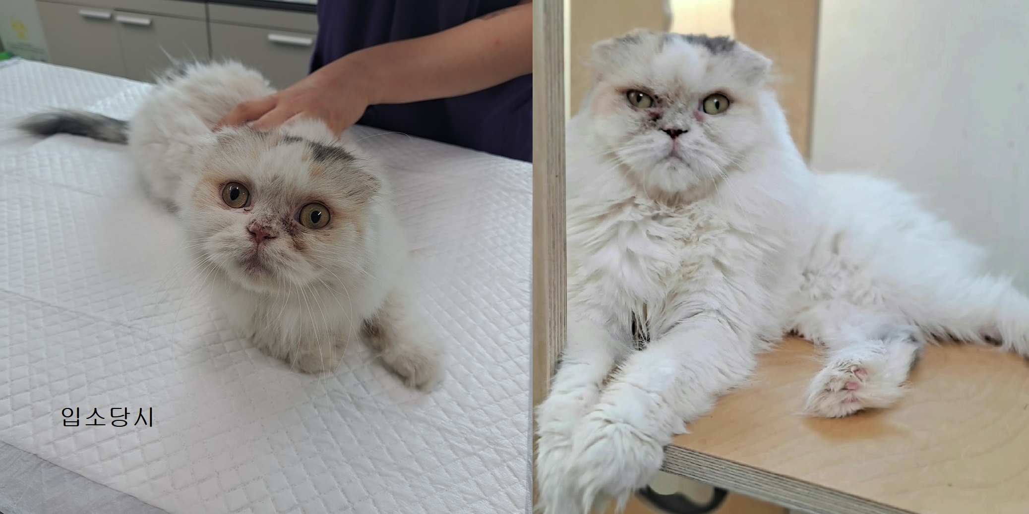 [고양이] 스코티시폴드 경기-수원-2023-00451 유기동물 배경 이미지 입니다.